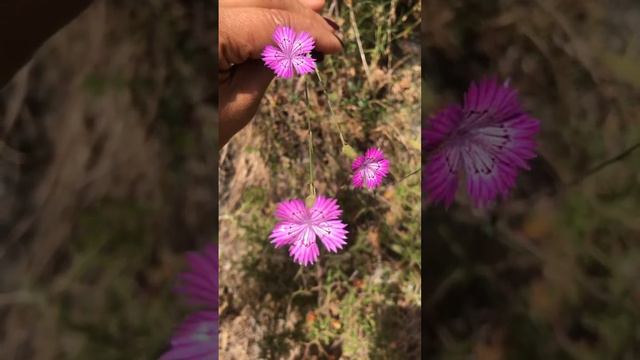 Pink flowers just keep on popping everywhere! WOW!