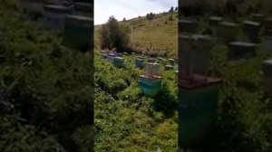 Наша пасека в горном Алтае. Солонешенский район , с Медведевка