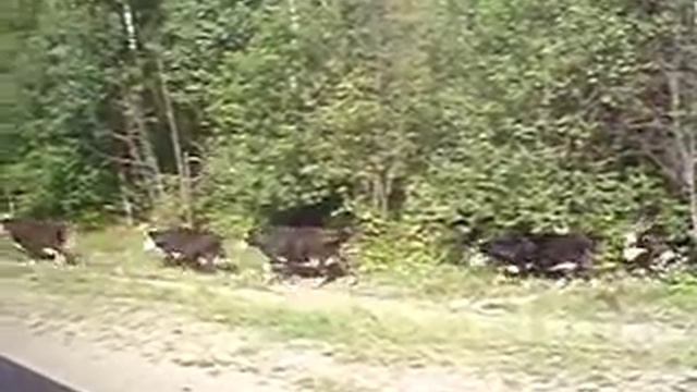 Коровы выходят из леса смотреть онлайн