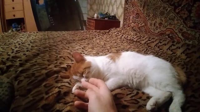 Сладкий сон котейки смотреть онлайн