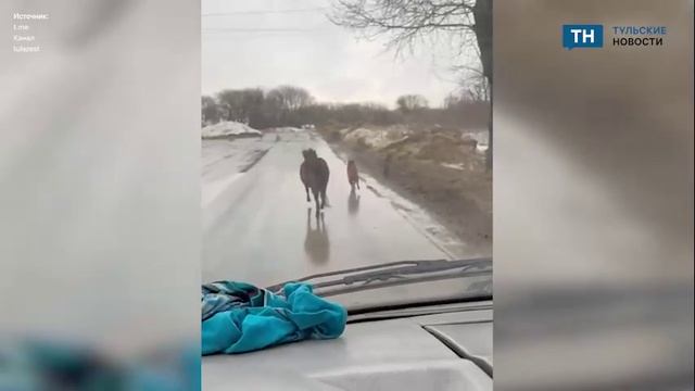 В Новомосковске заметили бегущую по дороге парочку из «Бременских музыкантов»