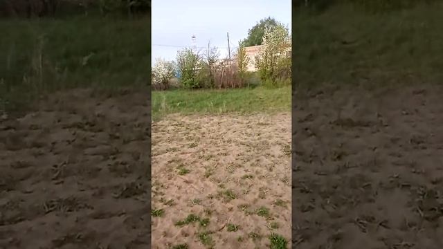 Лесостепь. Цветение яблонь. Растения лесостепи.