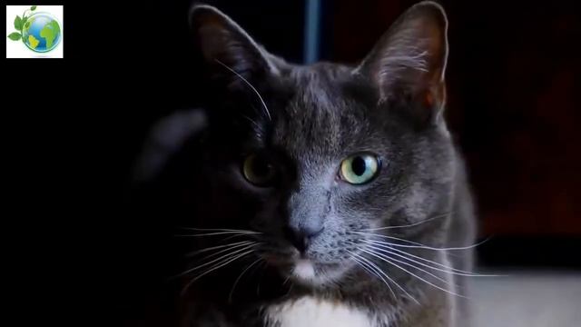 Cat. Felis catus. смотреть онлайн