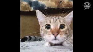 Коты пугаются