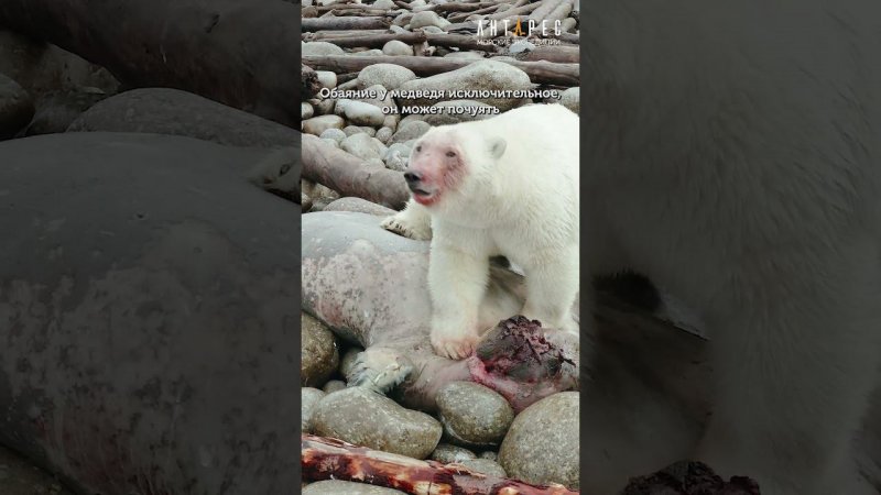 Медвежий обед на о.Ратманова #antares_east  #animal #wildanimals #beringsea #shorts #polarbear #bear