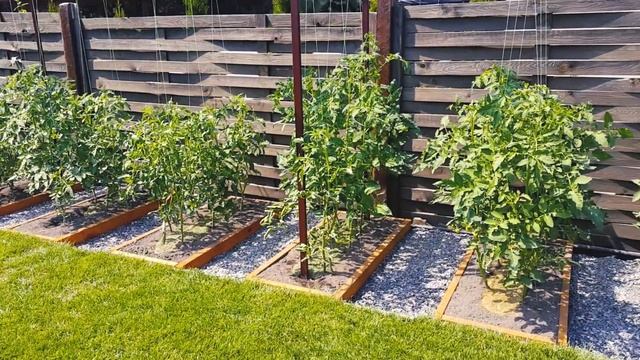 75. Помидоры. Мое мнение, лучше Солнце, чем Тень смотреть онлайн