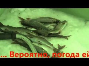 Зимняя рыбалка на таежных озерах. Часть 4