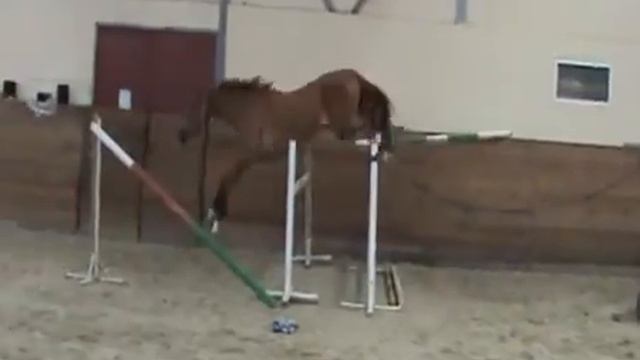 Продается лошадь(Буденновской породы) смотреть онлайн