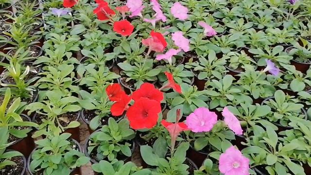 Теплица для цветов | переезд в теплицу смотреть онлайн