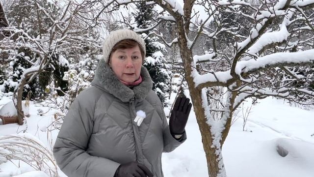 Обзор зимнего сада смотреть онлайн