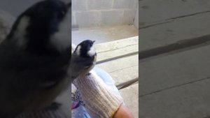 Ручная синица