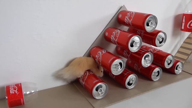 My Funny Pet Hamster takes on the COCA COLA Obstacle Course