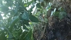 Схема посадки перцев в шахматном и параллельном порядке. Результаты