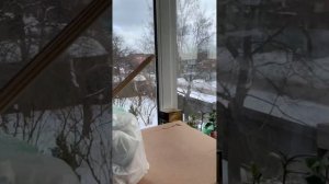 Розы на штамбе .зимовка в средней полосе. балконное выращивание садовых растений