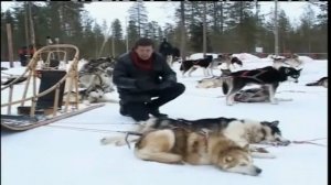 Хочу все Знать! Собачьи упряжки