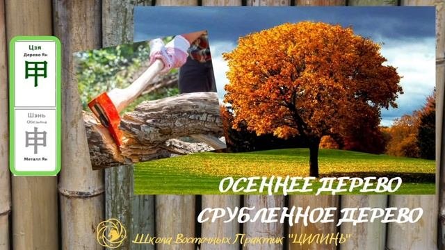 СИСТЕМА 60 ЦЗЯ ЦЗЫ. ЧАСТЬ 1. ДЕРЕВО ЯН.
