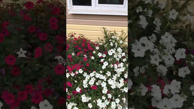 Рассуждения о Тайдалах! Петунии в саду на клумбе. смотреть онлайн