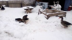 Содержание породистых гусей, порода крупная серая