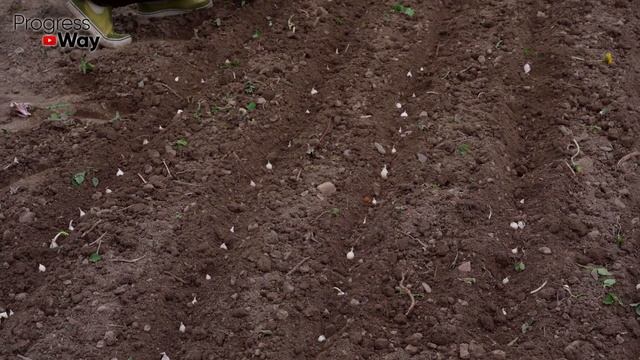 САМАЯ ПРАВИЛЬНАЯ посадка ЧЕСНОКА ОСЕНЬЮ (под зиму). Делюсь ВСЕМИ СЕКРЕТАМИ!