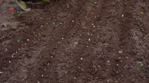 САМАЯ ПРАВИЛЬНАЯ посадка ЧЕСНОКА ОСЕНЬЮ (под зиму). Делюсь ВСЕМИ СЕКРЕТАМИ!