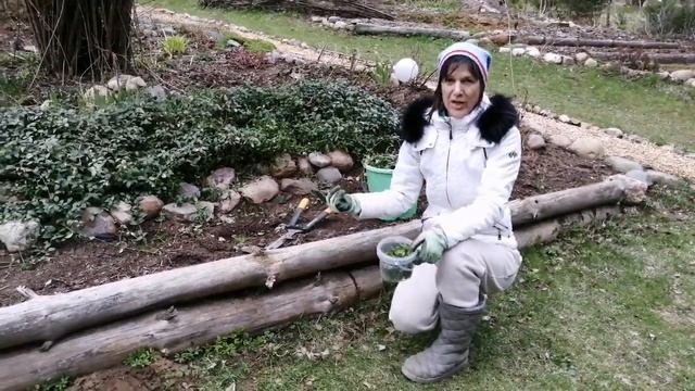 Барвинок вечнозелёный  преимущества и недостатки. Как избавиться от сныти
