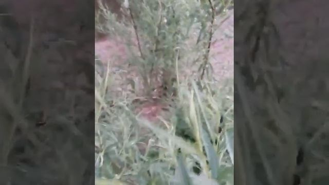 Личинки жука-листоеда. Пляж,река Б.Кинель смотреть онлайн