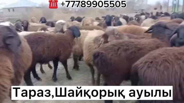 205бас еркек ұрғашы тоқты 38000тг Тараз, Шайқорық ауылы, +77789905505