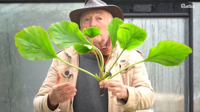 Multiplier un bergenia par bouturage смотреть онлайн