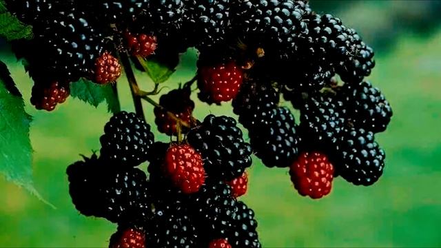 Секреты выращивания садовой ежевики смотреть онлайн