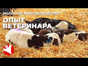 Опыт ветеринара | Вакцинация и болезни коров | Голштины и ангусы