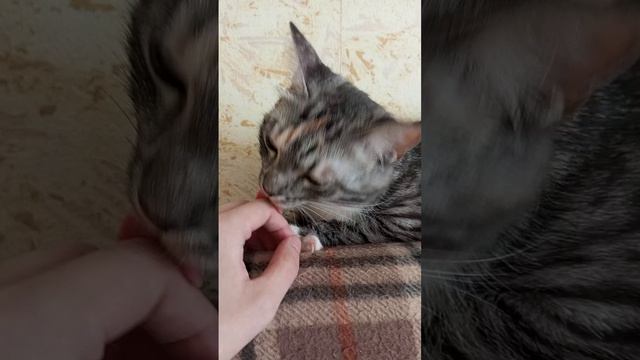 Милая кошка Тая