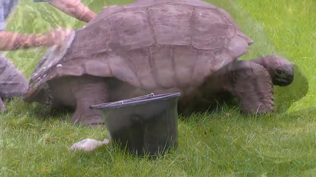 Самое старое в мире животное смотреть онлайн