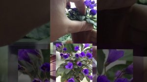 Новинка коллекции фиалка Vallarta Campanas Moradas: описание сорта и личные впечатления от сорта