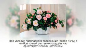 ТОП-10 лучших КОМНАТНЫХ РАСТЕНИЙ, которые будут ЦВЕСТИ ЗИМОЙ