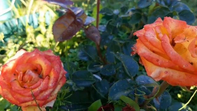 Розы на даче.