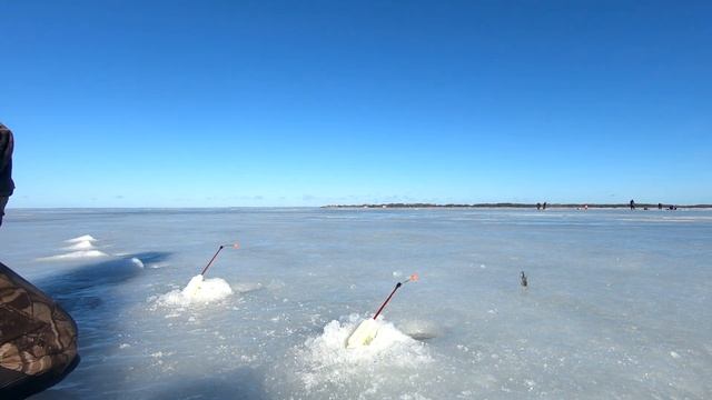 ЛЕНИВАЯ РЫБАЛКА. ЛОВЛЯ КОРЮШКИ #Корюшка #Финскийзалив #Рыбалка