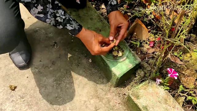 Hollyhock 🌺 Flower Seeds 😃 Collect Karna 💮 Sikhiye. смотреть онлайн