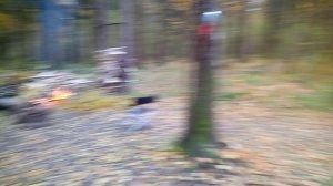 Домик в лесу
