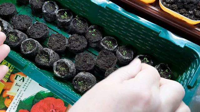 Продолжаю сеять бегонии и глоксинию . смотреть онлайн