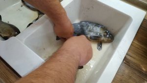 Как просто почистить линя (Дельный совет от друга)