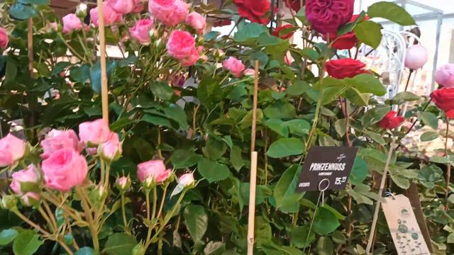 Необыкновенно красивые 🌸🌺🌻🌹🌷🌼💐 продаются в магазине!! смотреть онлайн