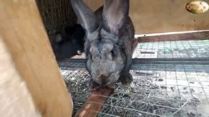 Строительство курятника, готовим основание под крольчатник, обзор наших кроликов