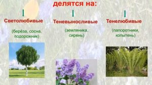 6 класс. Биология. Экологические группы и жизненные формы растений.