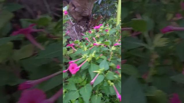 Mirabilis jalapa or alas kwatro plants #clock #plants #gorgeous