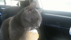 Смотрите, как наш кот ест мороженое! Котик Тоша очень любит выпрашивать в дороге еду )