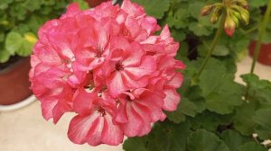 Сорт Big Eeze Foxy Flamingo!