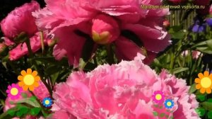Пион молочноцветковый Дэйтон. Краткий обзор, описание характеристик paeonia lactiflora Dayton