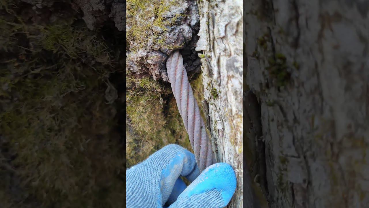 #металокоп #quest Железное дерево смотреть онлайн