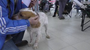 Уход за русским спаниелем