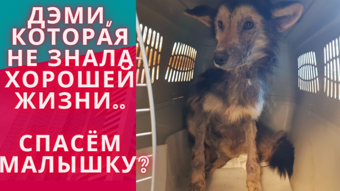 Обморожение, истощение, демодекоз и покусы. Деми ждет нашей помощи!